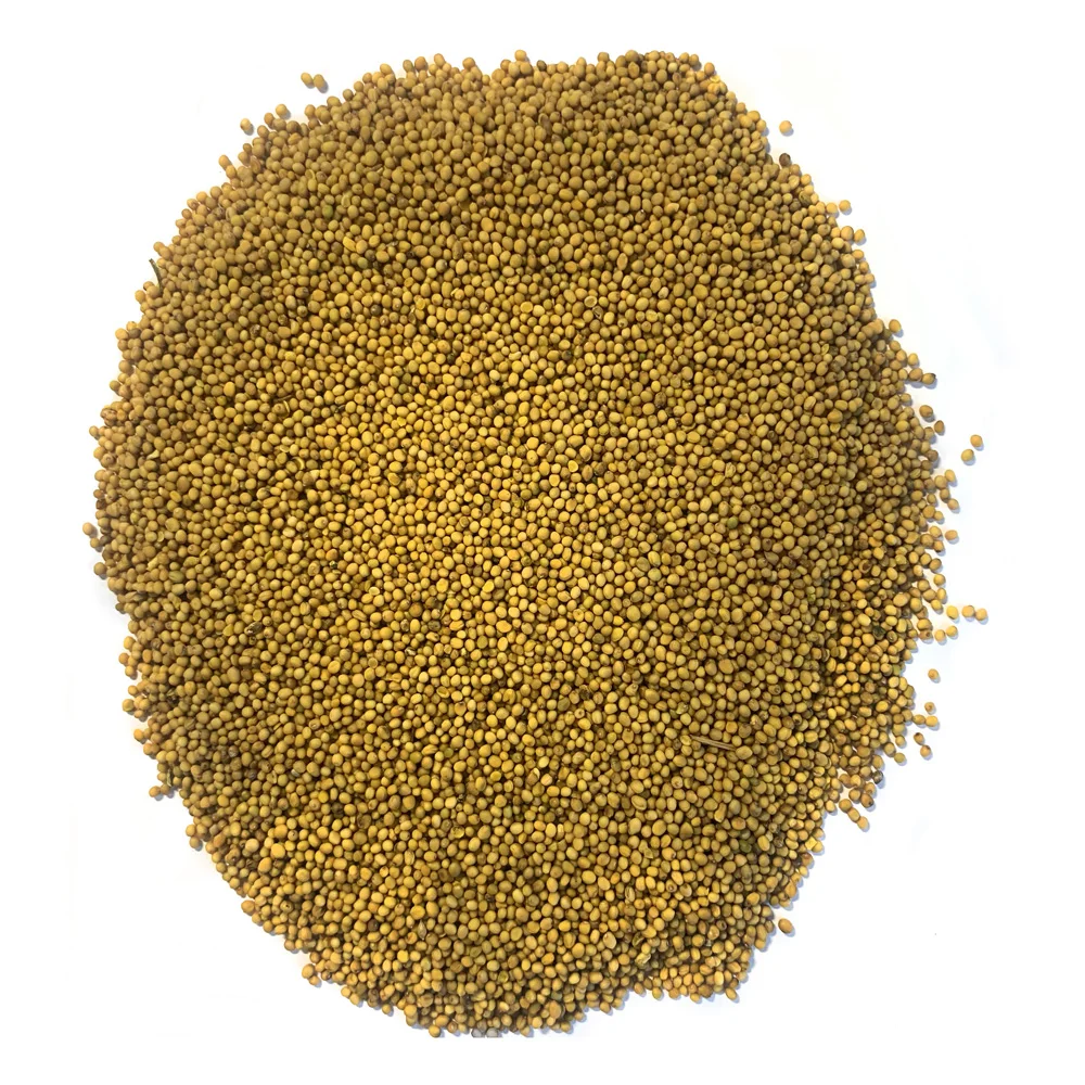 High quality Mustard seeds for food industry and cooking reliable supplier mustard for sale in bulk