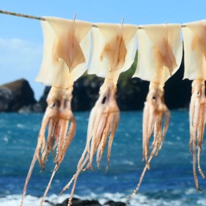 Dried Squid Calamari Sea Food Frozen Nutritious Fresh Squid From Viet Nam Factory