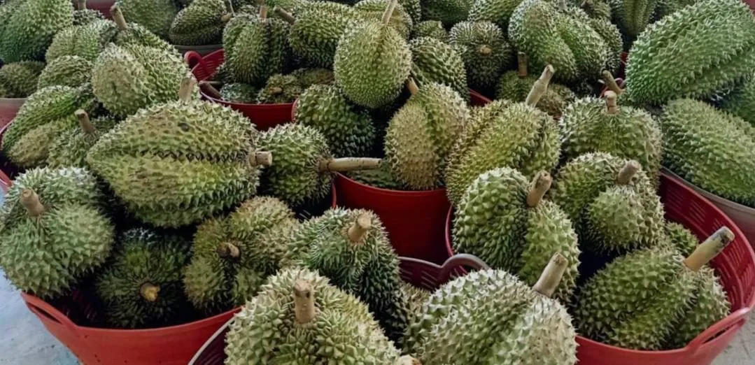 Crispy Durian Chips in Bulk 10Kg./Bag,  High Quality Small Size Chips Monthong Durian from Thailand