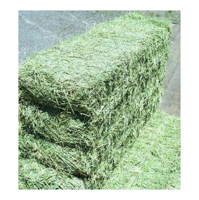 Quality alfalfa hay bays / Alfafa pellets / Dehydrated Alfalfa cubes timothy hay