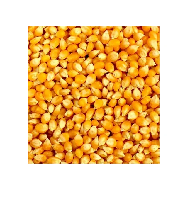 Affordable Yellow Corn for Human Consumption for Sale Great Value for Bulk Purchases Ideal for Home Cooks and Chefs