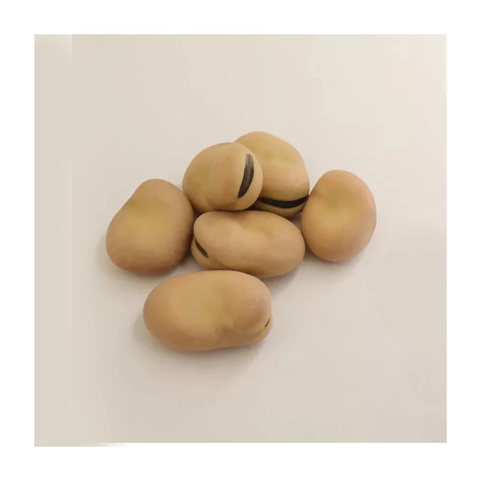 High Quality Broad Beans/ Fava Beans With Competitive