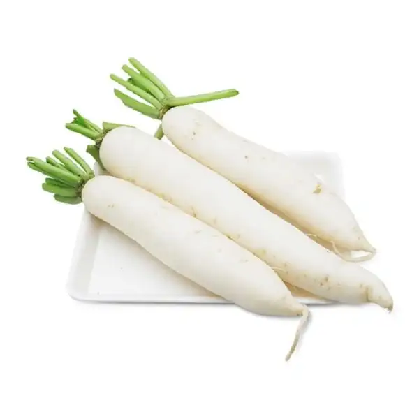 Vietnam Origin Fresh White Radish Premium Quality Best Price Read to Export From Good Exporter  Packing Organic Clean Origin
