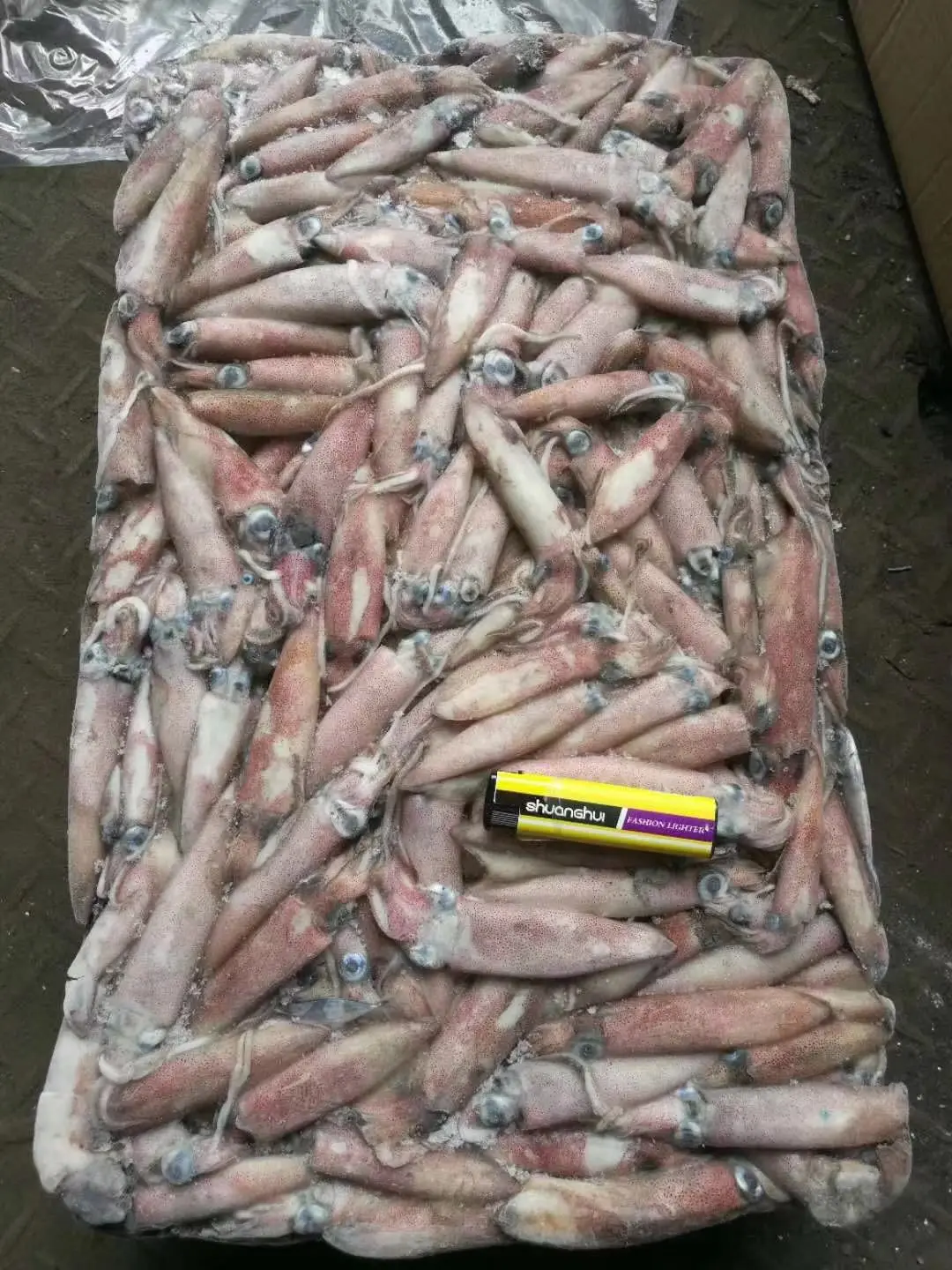 high quality frozen red squid loligo from indonesia