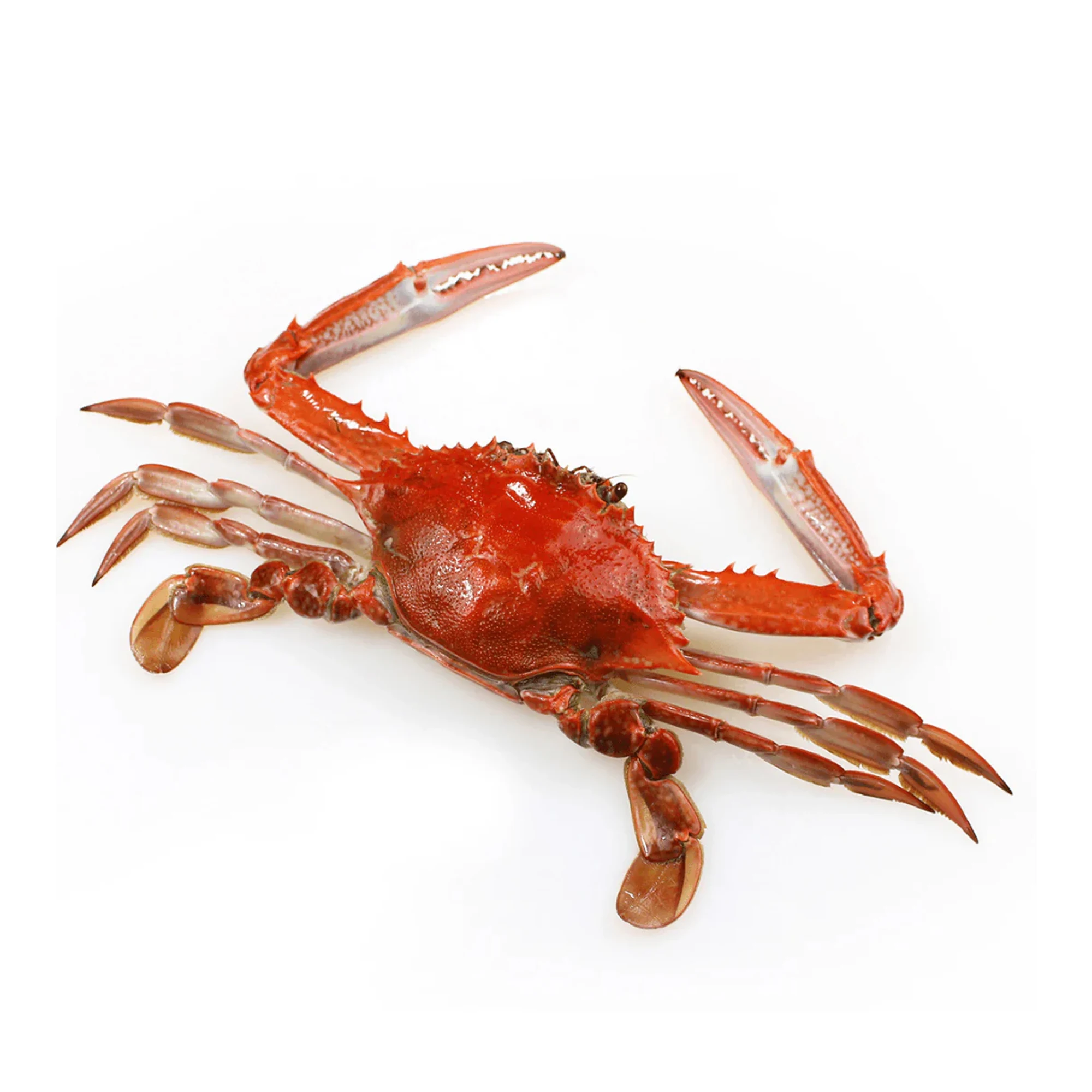 Factory supply Frozen Seafood Best Quality Wholesale Red King Crab And Swimming Crab Available  Frozen Crabs From Bangladesh