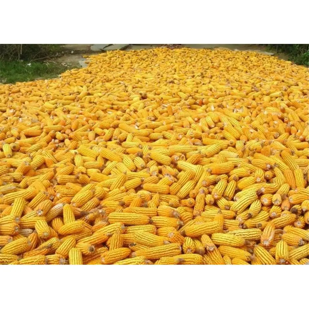 Dry Maize / dried Yellow Corn / dried Sweet Corn Best Price
