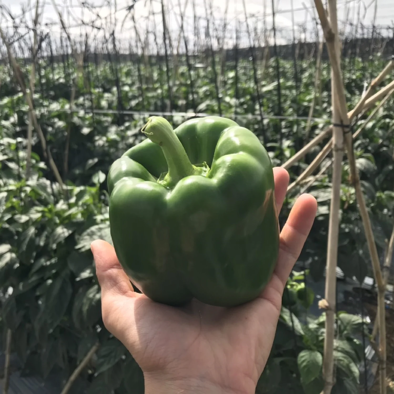 Wholesale Vietnam Supply Vegetables Fresh Capsicum Bell Pepper Spicy Light Sweet For Cooking Spices From High Quality Standard