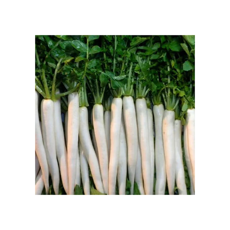 Fresh Radish Wholesale Price