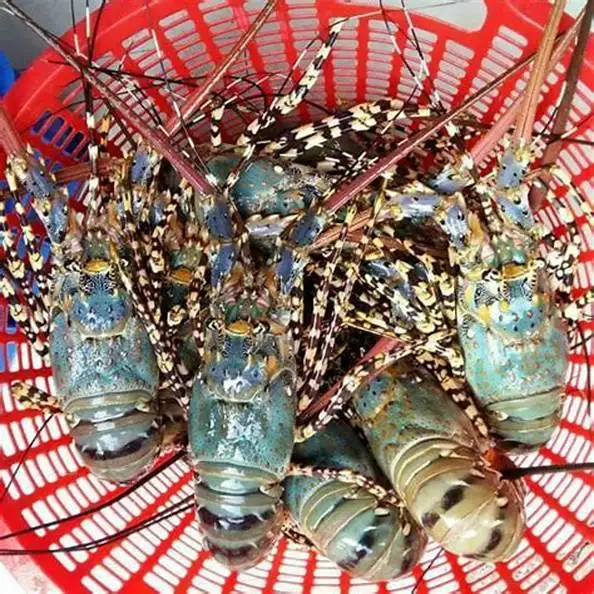Supplier of Top Quality Wholesale Fresh Live Lobster