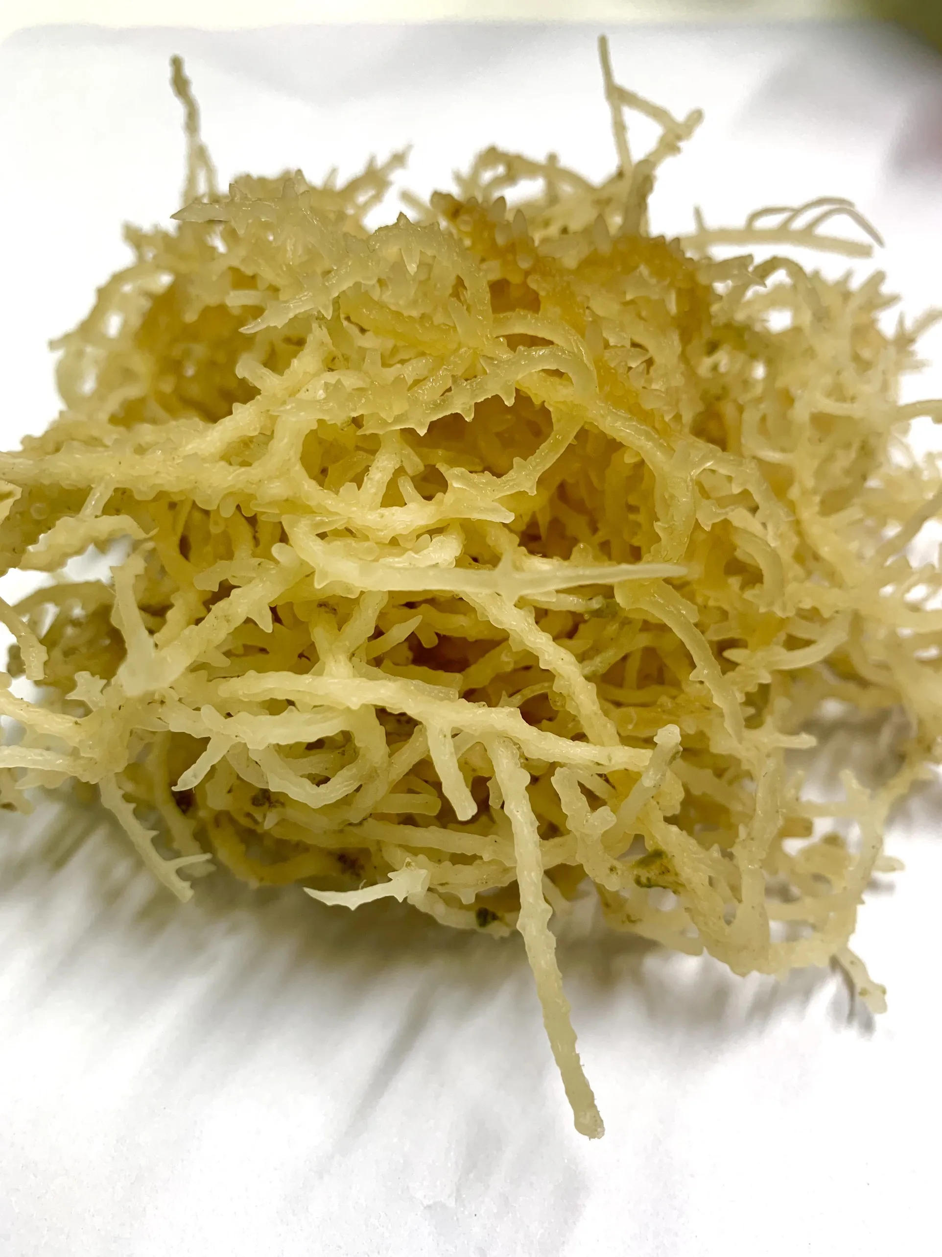 Сушеные морские водоросли irish Seamoss натуральные лучшие продажи за несколько месяцев