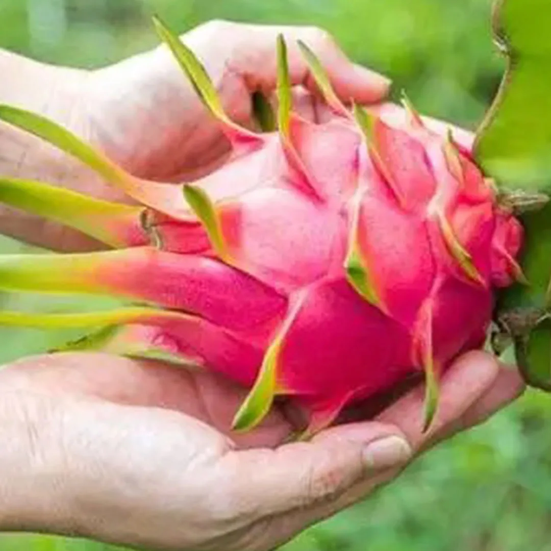 BEST SELLING 2023 NATURAL HIGH QUALITY RED DRAGON FRUIT VIET NAM FOR SUPER MARKET
