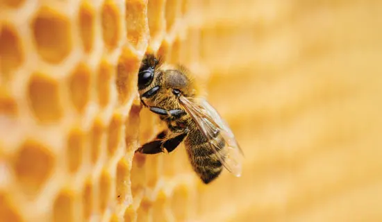 4 Years Shelf Life High Nutritional Value New Zealand 250g Jar MGO 500+ Multifloral Manuka Raw Honey with No additives