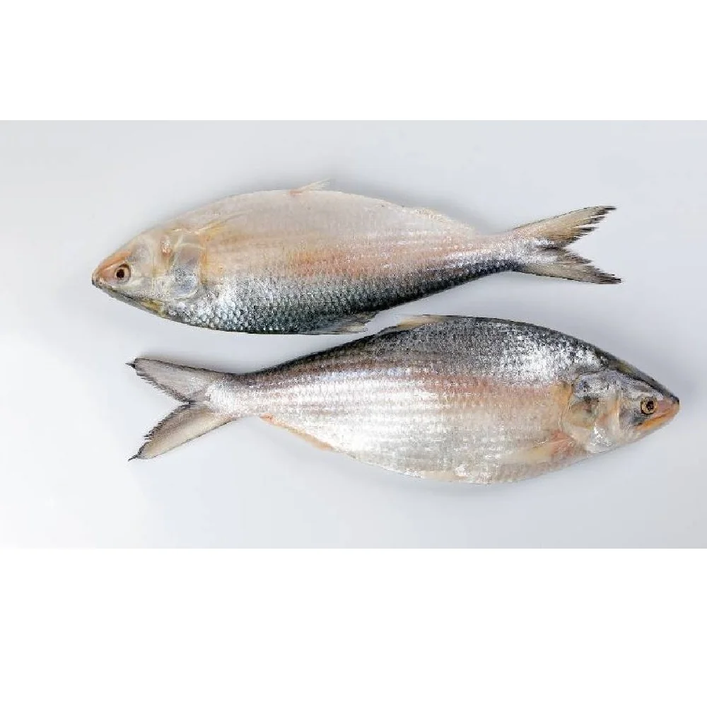 Popular items Market Wholesale Factory Packaging Hot Sale Frozen Hilsha Fish Stock Fish Fresh Season Fish From Bangladesh