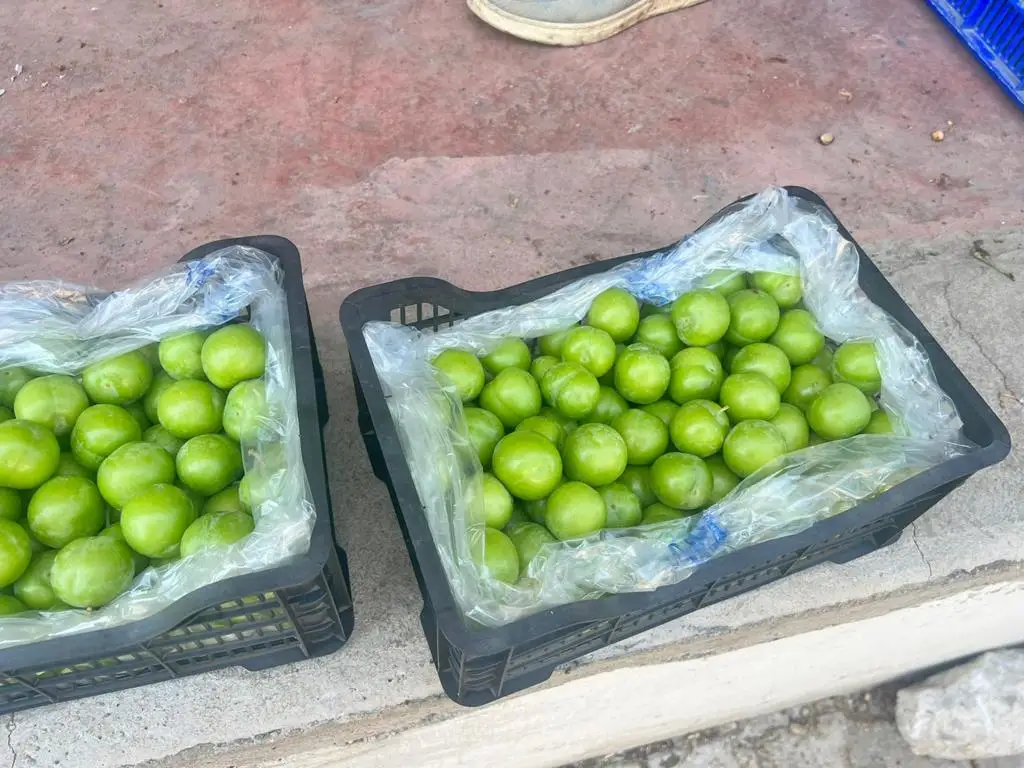 GREEN PLUMS WHOLESALE TURKEY ORIGIN FRESH AND DELICIOUS GREEN PLUM FRUIT VEGETABLE FOOD HIGH QUALITY AGROWELL TURKISHGOODS