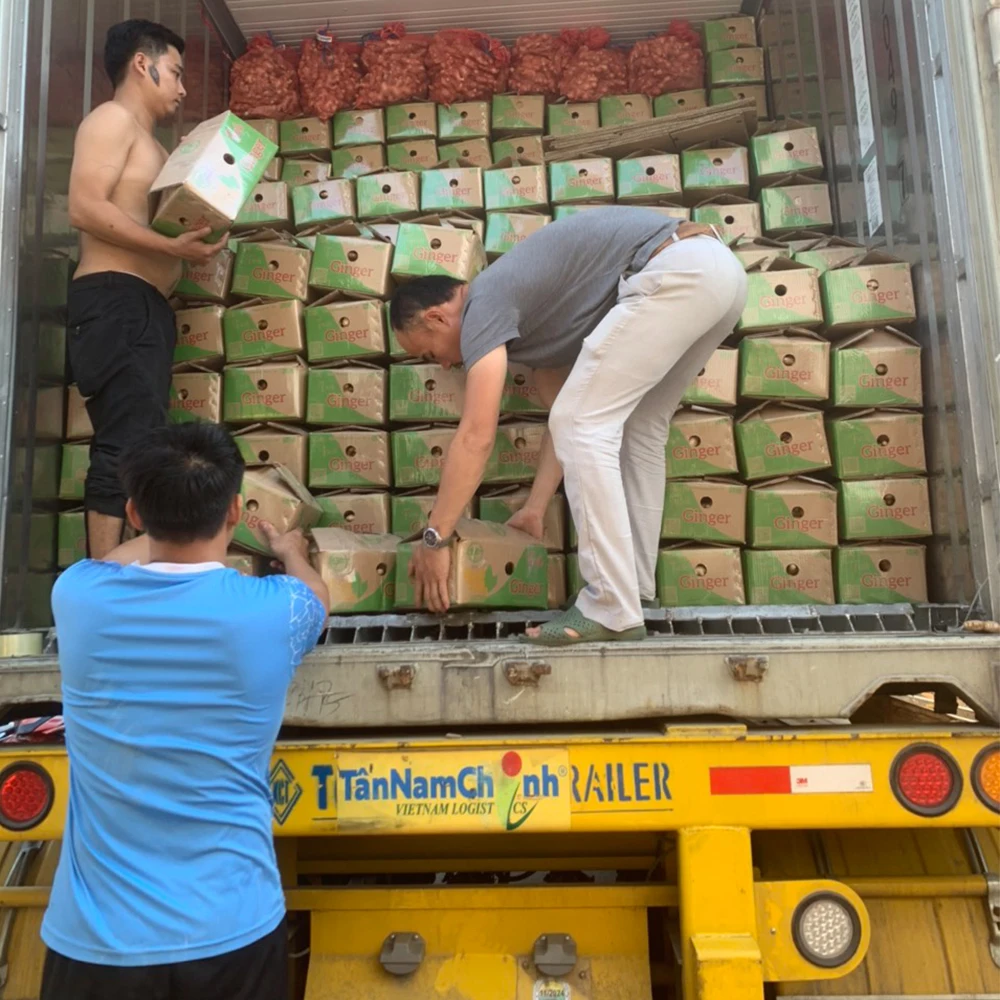 New crop fresh ginger root market price from organic ginger fresh supplier from Vietnam