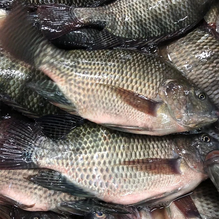 Austria Frozen tilapia fish wholesaler