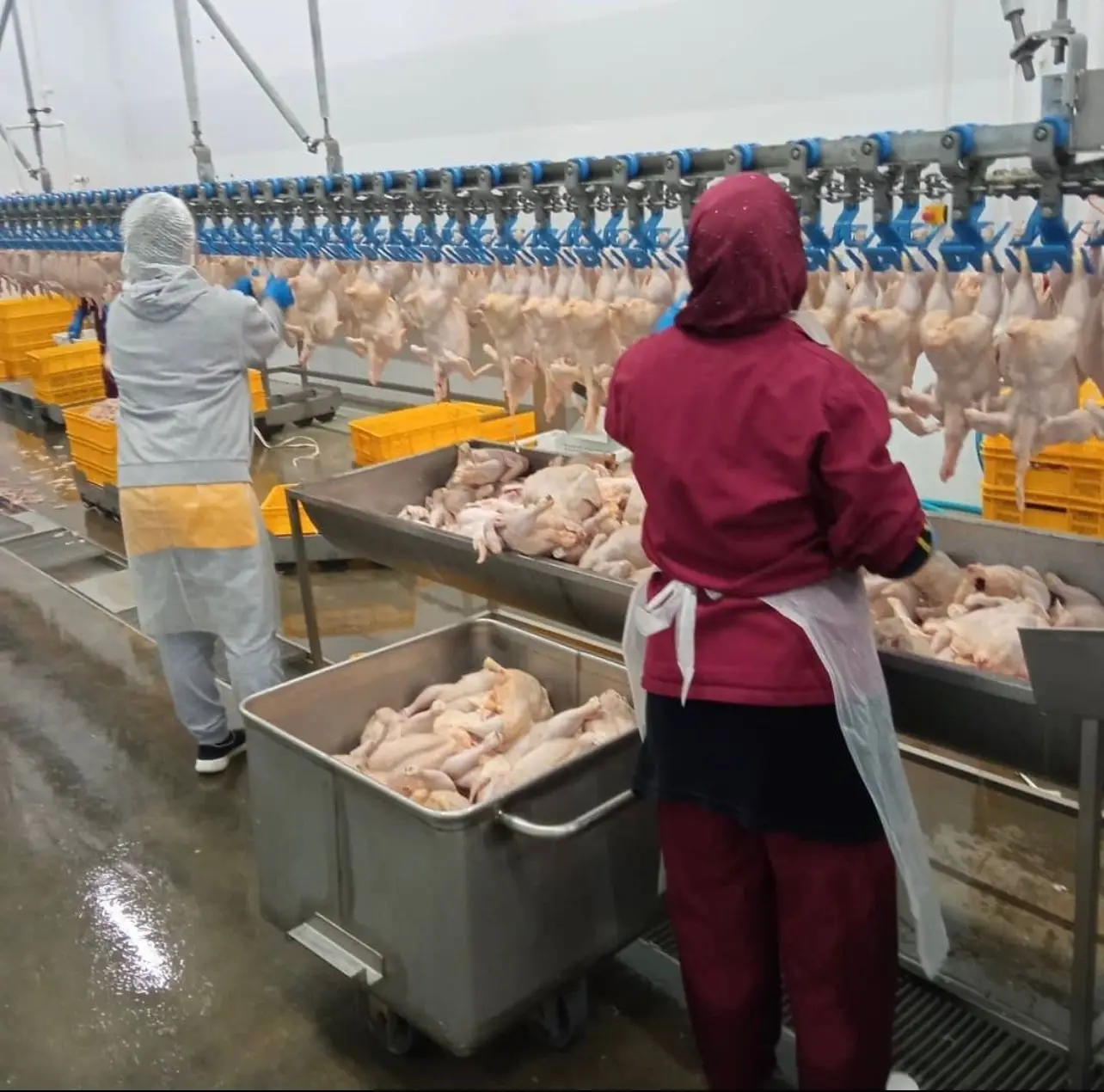 CHEAP FROZEN WHOLE CHICKEN