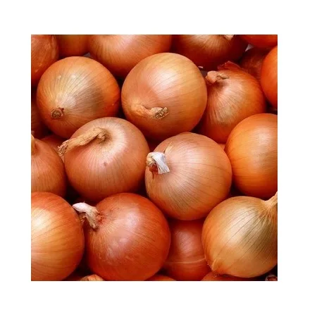 white onion seed/onions red/onion buyers