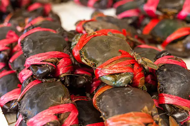 Buy Top Quality Mud Crab Frozen Mud Crab from us you get various nutrients and it is very tasty to eat