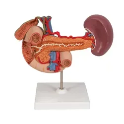 Купите модель A-one Science Human Spleen человеческой биологии Студенческая анатомия школьная обучающая Модель A