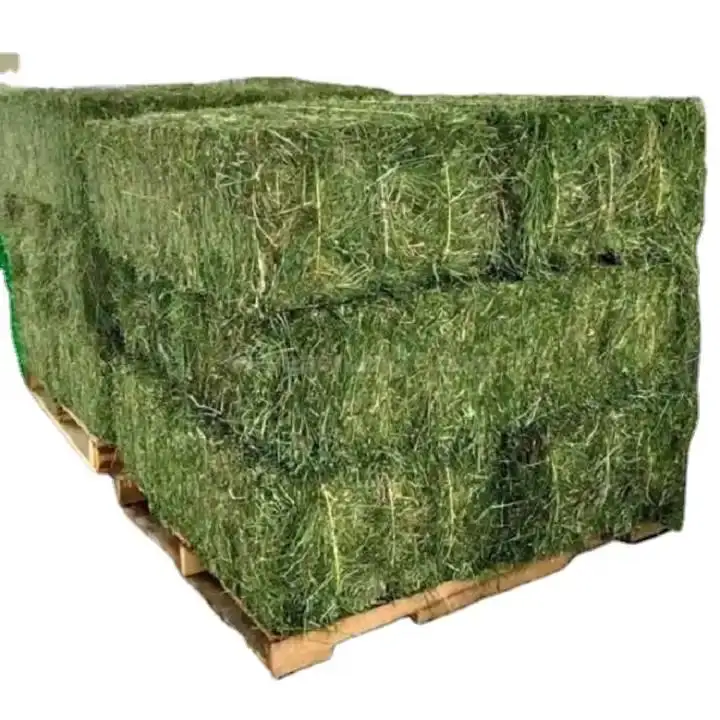 100% Pure Alfalfa Hay/timothy Hay/lucerne Hay For Animal Feed,Alfalfa Hay For SaleQuality alfalfa hay bays fast shipping assured