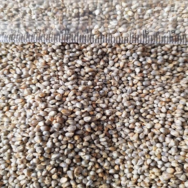 Bajra Green Millet Animal Feed Best Quality Available For Export
