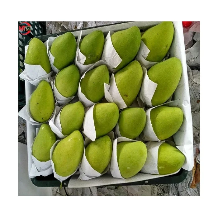 Export Quality Organic Crop Cultivation Oval Shape Green Fresh Fruit Unripe Maturity Taiwanese Mango With Natural Sour Taste