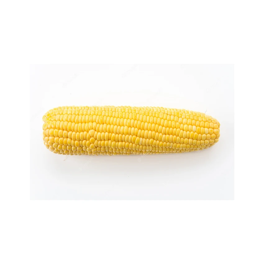 Buy High Quality Yellow Corn Maize Grains