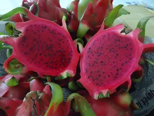 Замороженный красный/белый куб фруктов дракона IQF, импортированный из целлюлозы Стандартный // Маргаритка Ms