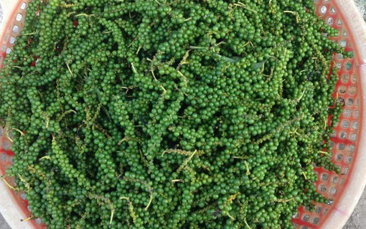 Green pepper high quality freeze pepper with best price