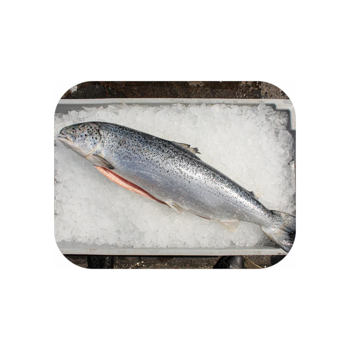 Best Quality Selling Price Delicious Premium Atlantic Salmon Fillet with Great Source of Proteins and Rich in Vitamin