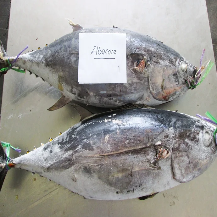 Catch By traw Frozen Fresh Yellowfin Tuna Whole Round