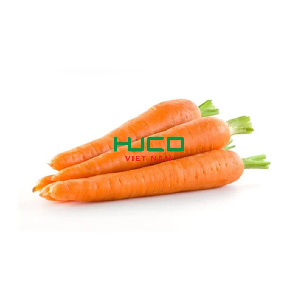 Selected quality fresh carrot 100-250 gram Vietnam factory export for export in bulk