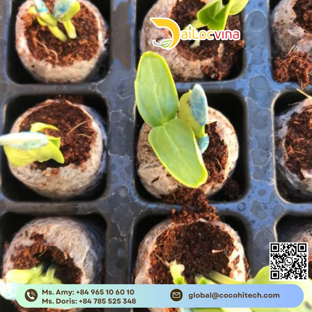 Кокосовый торф цена-кокосовый торфяный блок-закваска