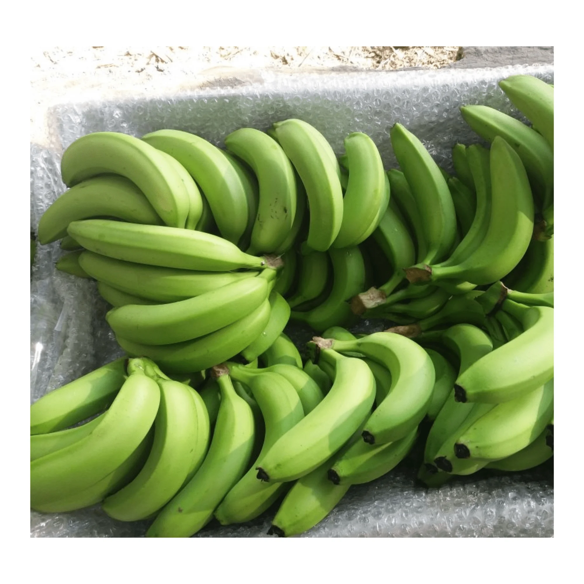Premium Quality - Green Banana for sale - Natural fresh Bananas Newest Crop - Fresh fruit export worldwide From Vietnam