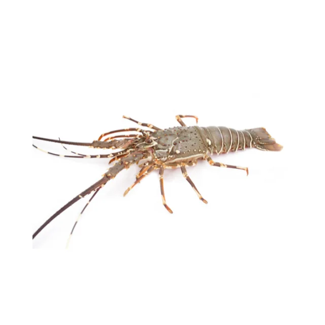 Hot Product Live or Fresh Palistan Lobster Weighing 500-1000 grams with Export Quality and Good Prices