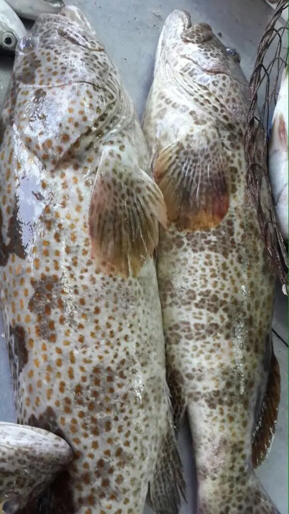 SUPPLY CHILLED FRESH GROUPER FISH