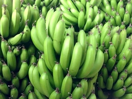 Свежий банан cavendish от компании по экспорту бананов с оригинальным во Вьетнаме-свежий зеленый органический банан-экспорт по всему миру оптом