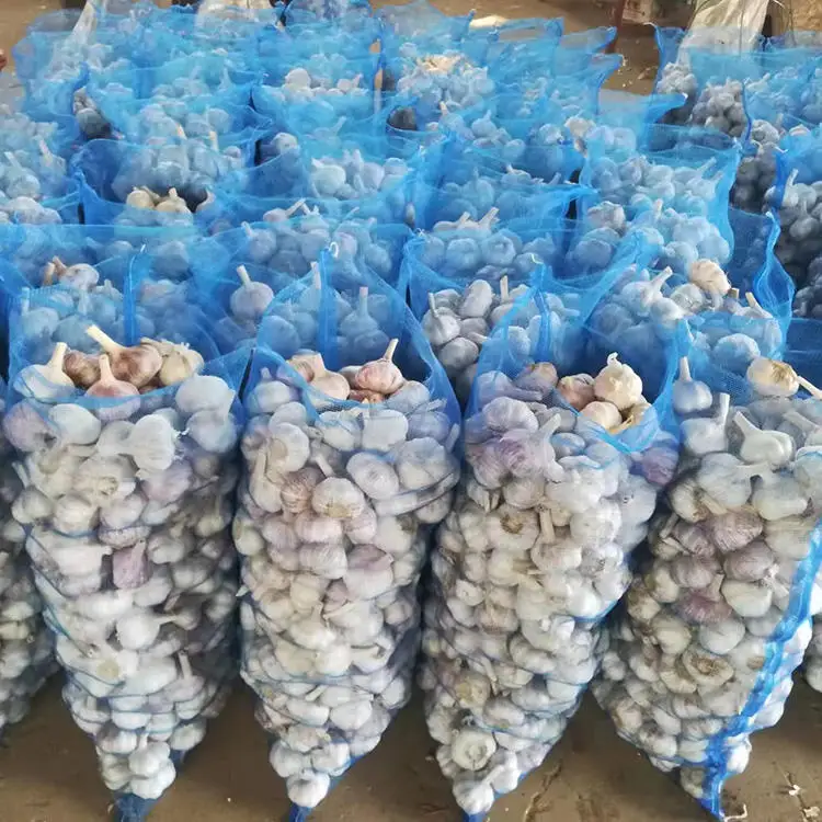 Fresh Garlic Fresh Export Packed In 10kgs In Carton Mesh Bag Pure White Fresh Garlic/ Fresh Harvest