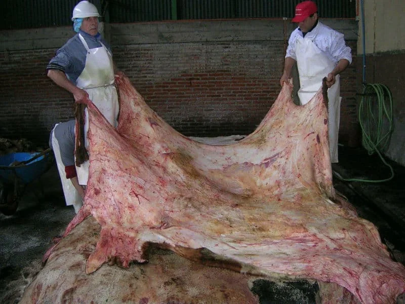 Premium Quality Wet Blue Cow Hides