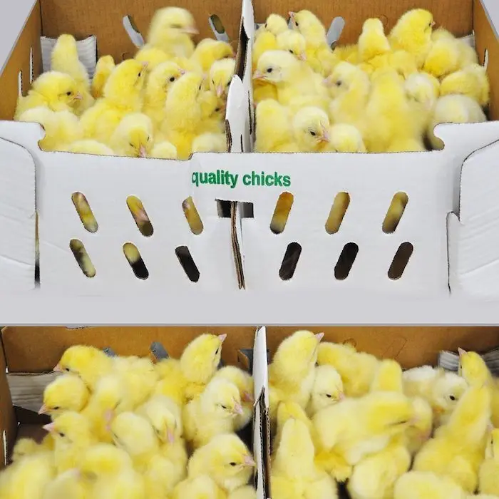 Commercial Day Old Broilers Ross 308 | Ross 308 Broiler Chicks For Sale | Vaccinated Ross 308 Broiler Chicks