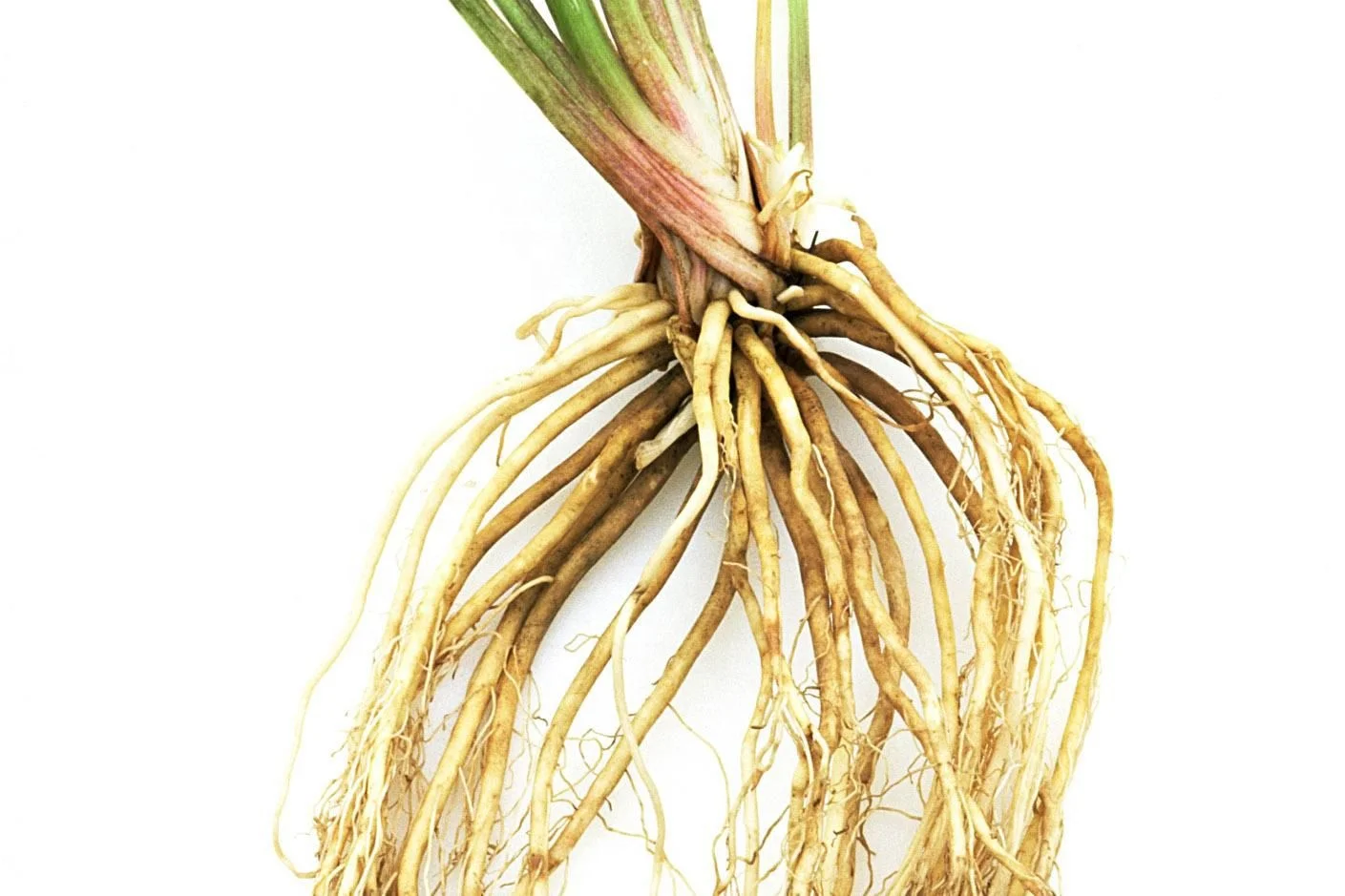 High Quality Valerian root (E) (10-30 %)  (Tagged Extract)  100% Organic valerian root extract powder from India