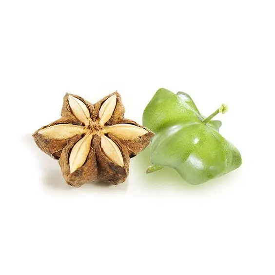 Wholesale INCA INCHI NUT / SACHA INCHI NUT OIL/ SACHI PEANUT oil in high quality on new season no BROKEN