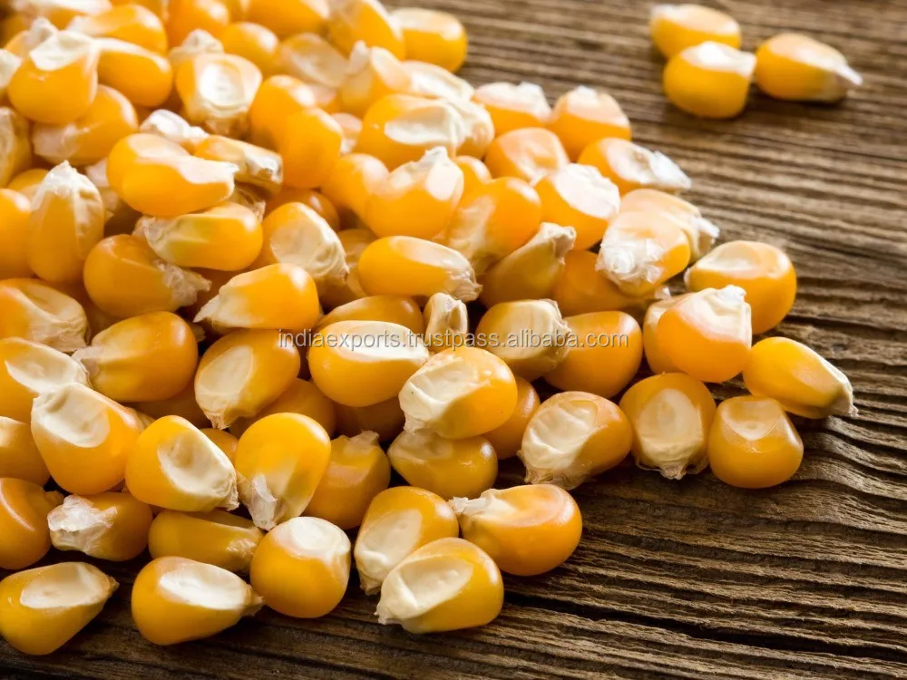 Best Quality Yellow Corn Available at Wholesale Prices Best Selling Maize Corn From India For Export Sale