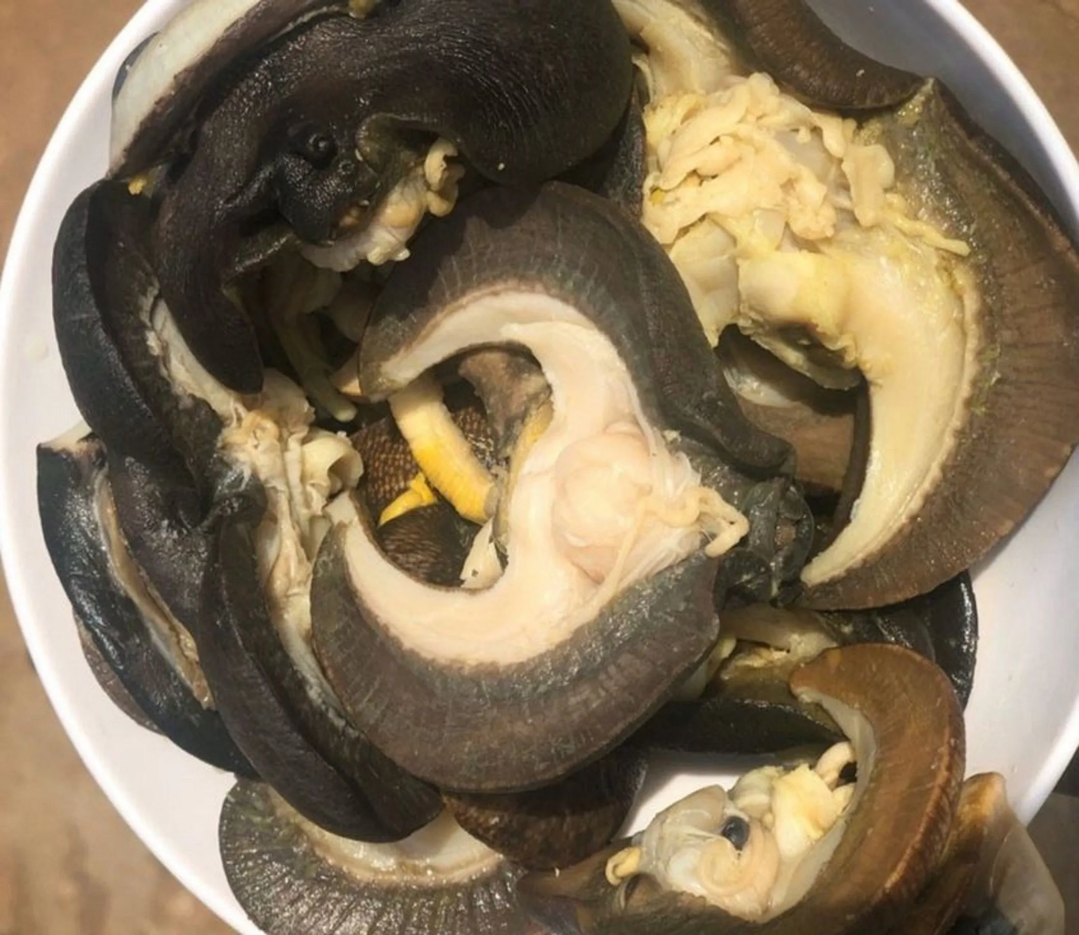 frozen snail meat3.jpg