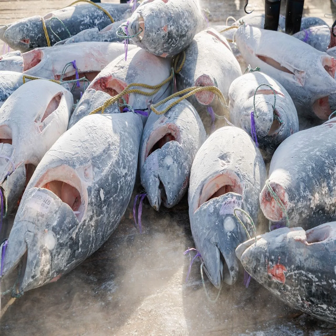 Wholeleae Long tail fresh Tuna fish for sale/Bulk sales of frozen tuna fish available/wholesale fresh and frozen tuna fish