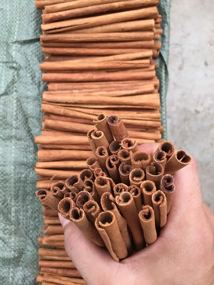 CIGAR CASSIA/ CINNAMON BEST QUALITY 95% ROLLING FOR EXPORT BEST PRICE (Mobile/ WA: +84986778999 David)