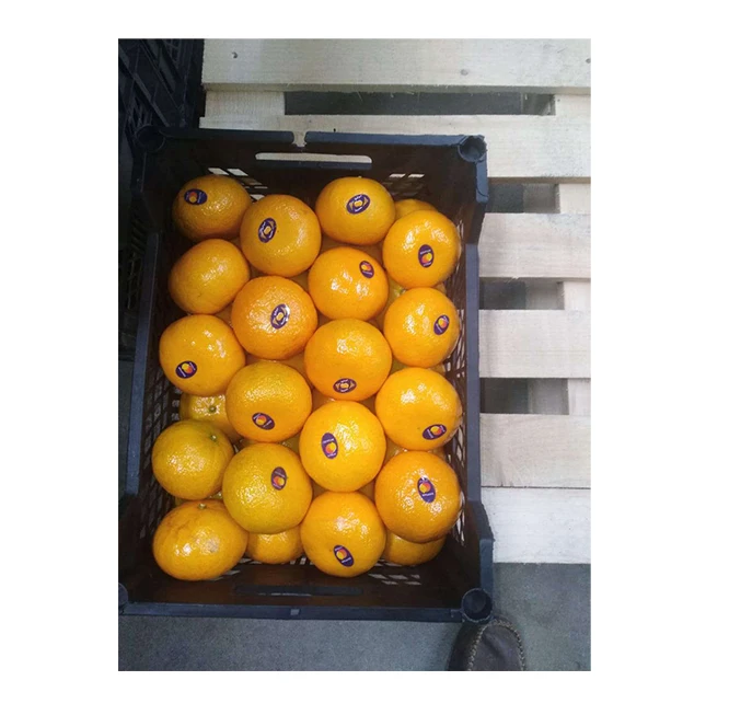 100% Pure and Natural Premium Grade Fruit Delicious & Sweet Taste Fresh Honey Murcott (Easy Peeler) from Egypt Origin Exporter