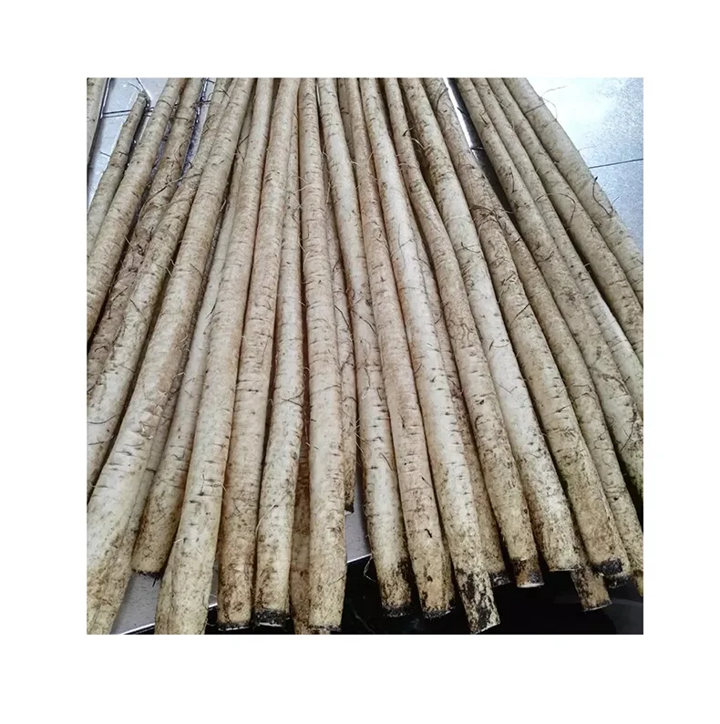 High Quality Fresh Vegetables Burdock Available For Sale At Low Price