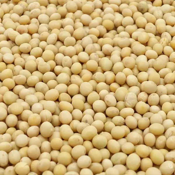 Good Quality Soyabeans / Soybeans Seeds / Soy bean for Sale